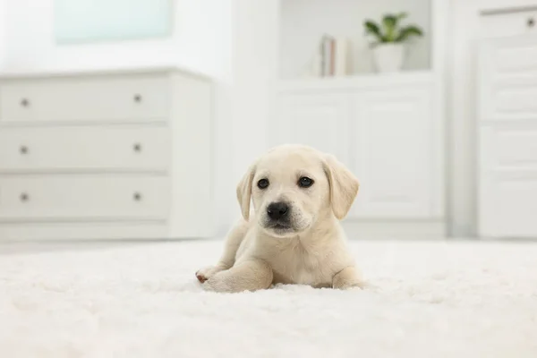Cãozinho Bonito Deitado Tapete Branco Casa — Fotografia de Stock