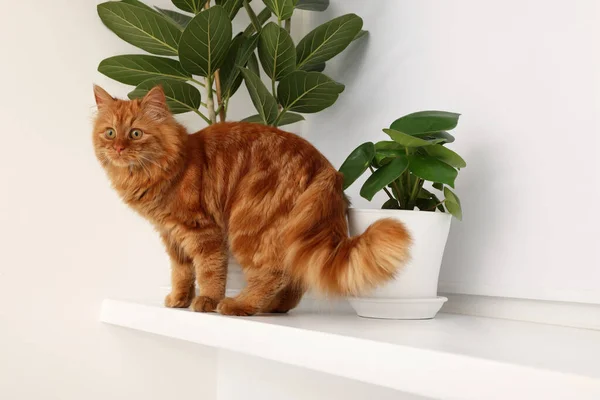 Αξιολάτρευτη Γάτα Κοντά Πράσινα Φυτά Στο Λευκό Ράφι Στο Σπίτι — Φωτογραφία Αρχείου