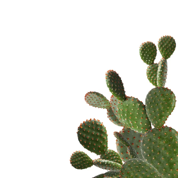Hermoso Gran Cactus Verde Sobre Fondo Blanco — Foto de Stock