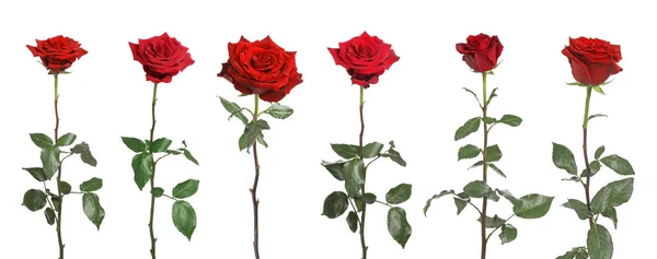 Beyaz Arkaplanda Güzel Kırmızı Güller — Stok fotoğraf