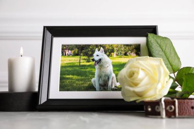 Üzerinde köpek, tasma, yanan mum ve açık gri masada gül çiçeği resmi olan çerçeve. Hayvan cenazesi
