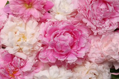 Arka plan olarak güzel aromatik şakayık çiçekleri, yakın plan