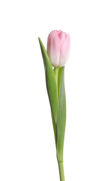 Hermoso Tulipán Delicado Aislado Blanco — Foto de Stock