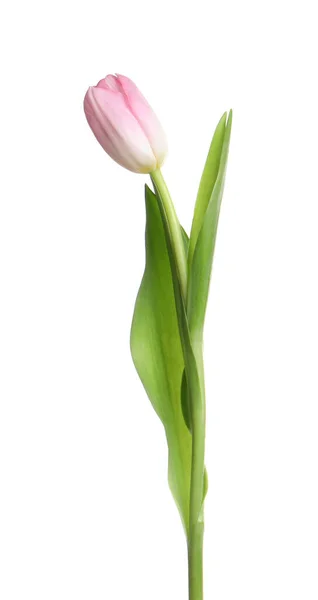 Один Прекрасный Нежный Тюльпан Изолированный Белом — стоковое фото