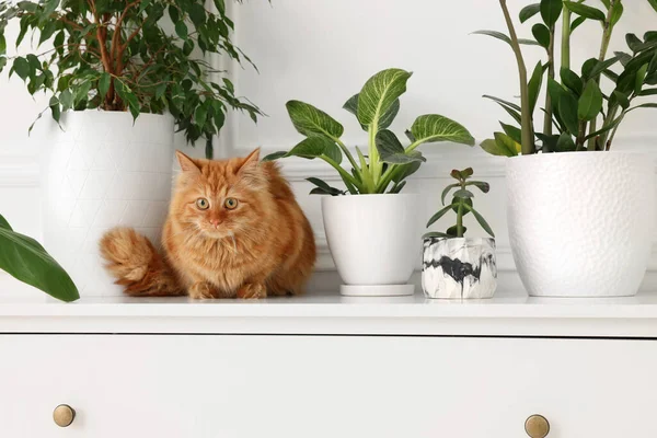 Schattige Kat Buurt Van Groene Kamerplanten Ladekast Thuis — Stockfoto