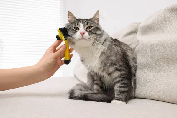 Frau Putzt Ihre Süße Katze Hause Auf Dem Sofa Nahaufnahme — Stockfoto