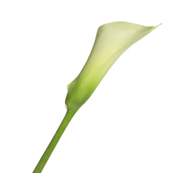 Beautiful Calla Lily Flower White Background — Stock Photo, Image