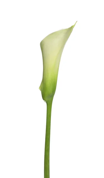 Красивый Калла Лилия Цветок Белом Фоне — стоковое фото