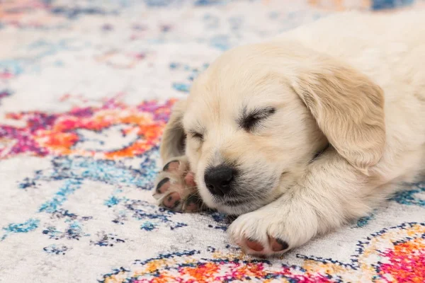 Bonito Cachorrinho Dormindo Tapete Close Espaço Para Texto — Fotografia de Stock