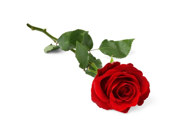 Όμορφο Φρέσκο Κόκκινο Τριαντάφυλλο Απομονωμένο Λευκό — Φωτογραφία Αρχείου