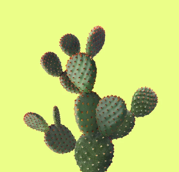 Schöne Kakteenpflanze Auf Grün Gelbem Hintergrund — Stockfoto