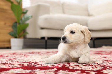 İçerideki halının üzerinde şirin bir köpek yavrusu. Metin için boşluk