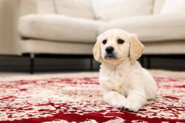 İçerideki halının üzerinde şirin bir köpek yavrusu. Metin için boşluk
