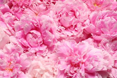 Arka plan olarak güzel aromatik şakayık çiçekleri, yakın plan