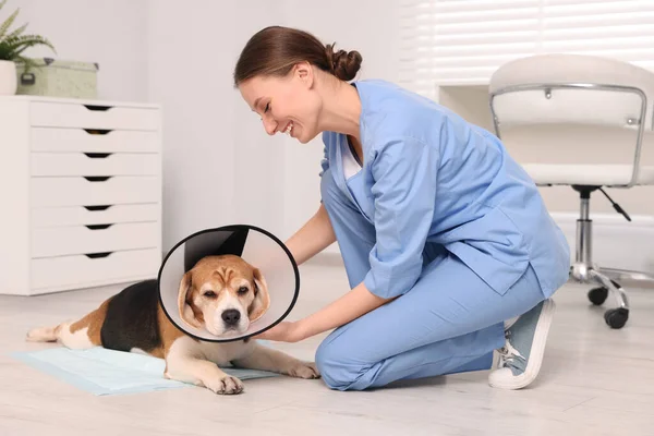 獣医師ともに愛らしいですビーグル犬身に着けています医療用プラスチックカラーでクリニック — ストック写真