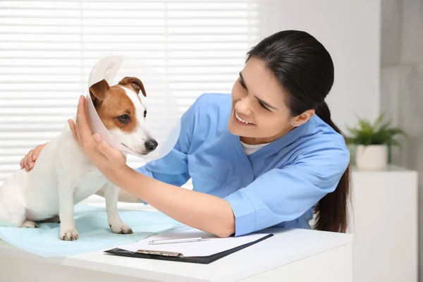 Veterinário Bonito Jack Russell Terrier Cão Vestindo Coleira Plástico Médica — Fotografia de Stock