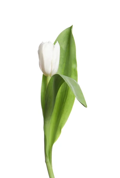 Один Прекрасный Нежный Тюльпан Изолированный Белом — стоковое фото