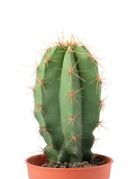 Gyönyörű Zöld Kaktuszban Fehér Fazékban Trópusi Üzem — Stock Fotó