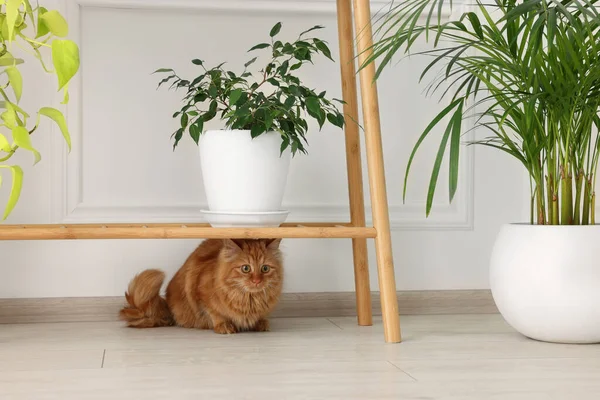 Liebenswerte Katze Unter Holztisch Mit Grünen Zimmerpflanzen Hause — Stockfoto