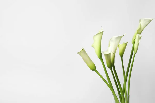 Hermosas Flores Lirio Cala Sobre Fondo Blanco Espacio Para Texto — Foto de Stock
