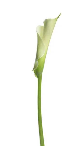 Όμορφο Λουλούδι Κρίνο Calla Λευκό Φόντο — Φωτογραφία Αρχείου