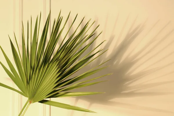Tropické Palmové Listy Vrhají Stín Béžovou Stěnu — Stock fotografie