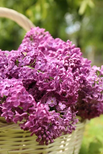 Piękne Kwiaty Lilii Wiklinowym Koszu Świeżym Powietrzu Zbliżenie — Zdjęcie stockowe