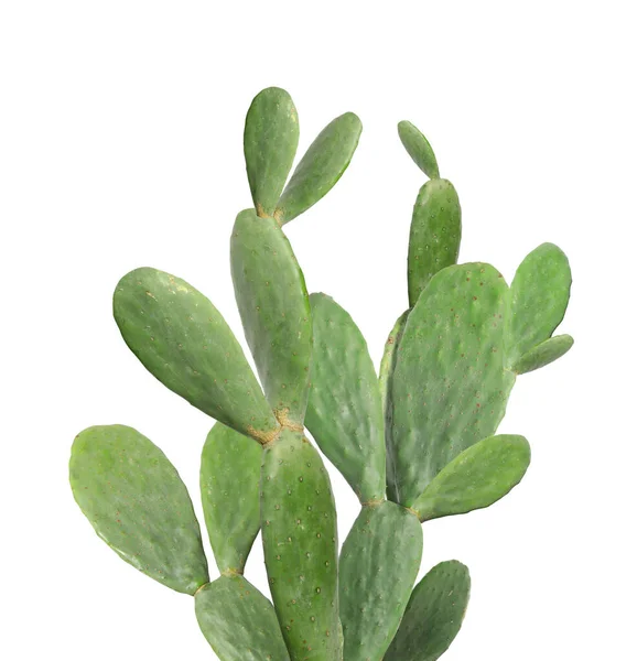 Beau Gros Cactus Vert Sur Fond Blanc — Photo