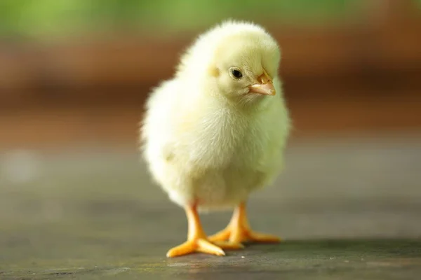 Cute Chick Wooden Surface Closeup Baby Animal — Stock Photo, Image