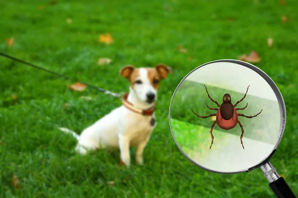 Cute Dog Outdoors Illustration Magnifying Glass Tick Selective Focus — Stock Photo, Image
