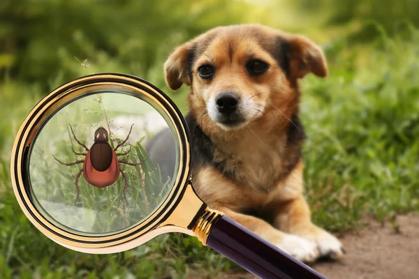 Cute Dog Outdoors Illustration Magnifying Glass Tick — Stock Photo, Image