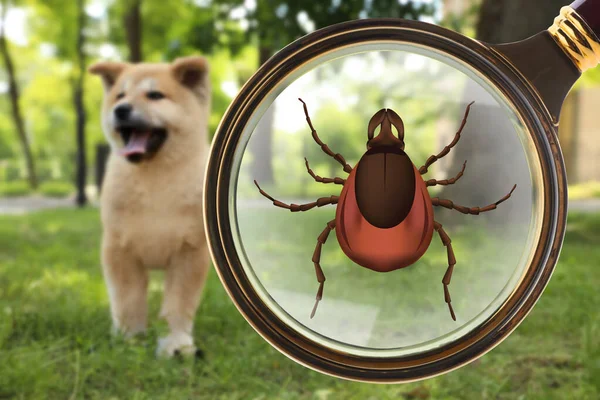 Cute Dog Outdoors Illustration Magnifying Glass Tick Selective Focus — Stock Photo, Image