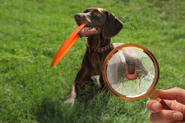 Słodki Pies Zewnątrz Kobieta Pokazując Kleszcz Szkła Powiększającego Zbliżenie Ilustracja — Zdjęcie stockowe