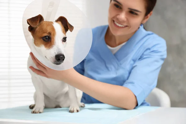 兽医和杰克罗素Terrier狗穿着医用塑料项圈在诊所 重点放在宠物 — 图库照片