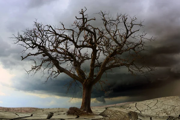 曇った空の下で砂漠の間で乾燥した木が土を植えた 気候変動を象徴する風景 — ストック写真