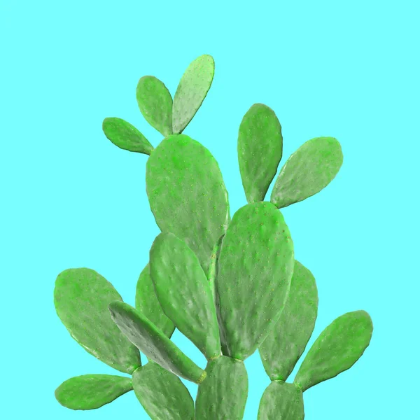 Schöne Grüne Kaktuspflanze Auf Zyanischem Hintergrund — Stockfoto