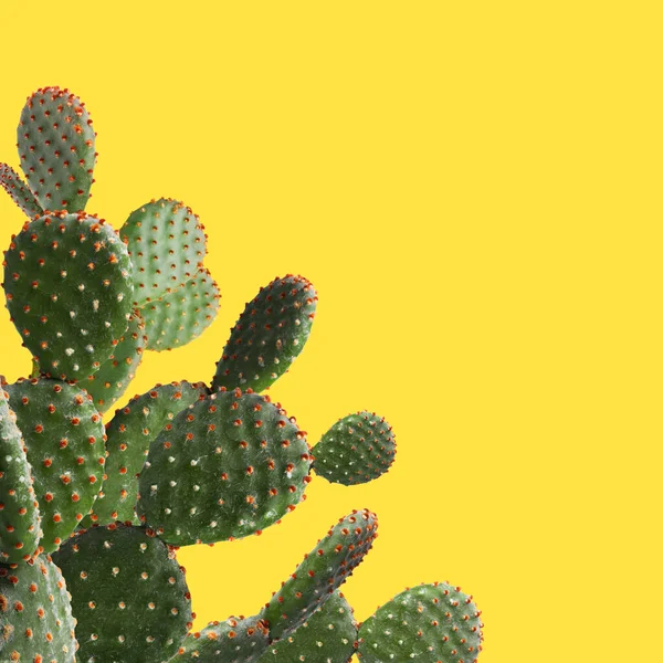 Sarı Arka Planda Güzel Yeşil Kaktüs Bitkisi Metin Için Boşluk — Stok fotoğraf