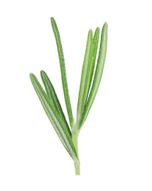 Taze biberiye beyaz izole fışkın