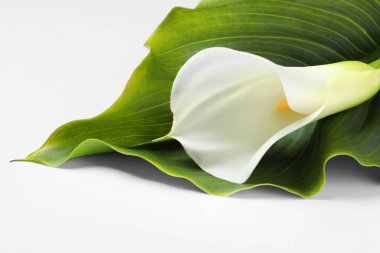 Güzel zambak çiçeği ve beyaz arka planda yaprak, yakın plan