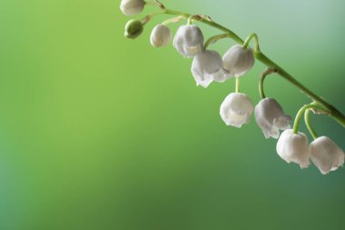 Bulanık yeşil arka planda, vadi çiçeğinin güzel zambağı, yakın plan. Metin için boşluk