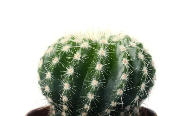 Mooie Groene Cactus Geïsoleerd Wit Close Tropische Planten — Stockfoto