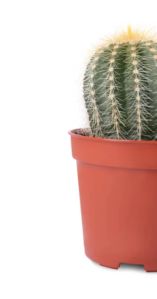 Piękny Zielony Kaktus Garnku Odizolowany Białym Miejsce Tekst Roślina Tropikalna — Zdjęcie stockowe