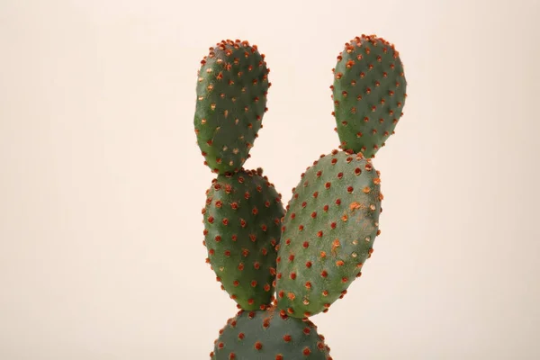 Gyönyörű Zöld Opuntia Kaktusz Fehér Háttér — Stock Fotó