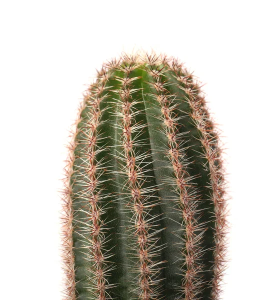 Beautiful Green Cactus Isolated White Closeup Tropical Plant — Stock Photo, Image