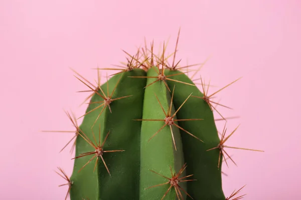 Bellissimo Cactus Verde Sfondo Rosa Primo Piano Impianto Tropicale — Foto Stock