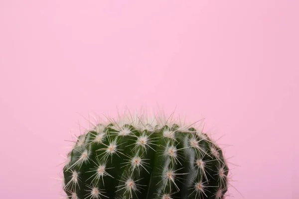 Όμορφη Πράσινο Κάκτος Ροζ Φόντο Closeup Χώρο Για Κείμενο Τροπικό — Φωτογραφία Αρχείου