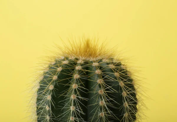 Hermoso Cactus Verde Sobre Fondo Amarillo Primer Plano Planta Tropical —  Fotos de Stock