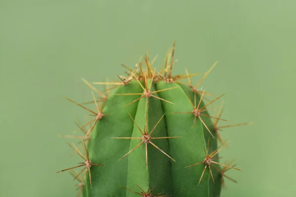Hermoso Cactus Verde Sobre Fondo Color Primer Plano Planta Tropical — Foto de Stock