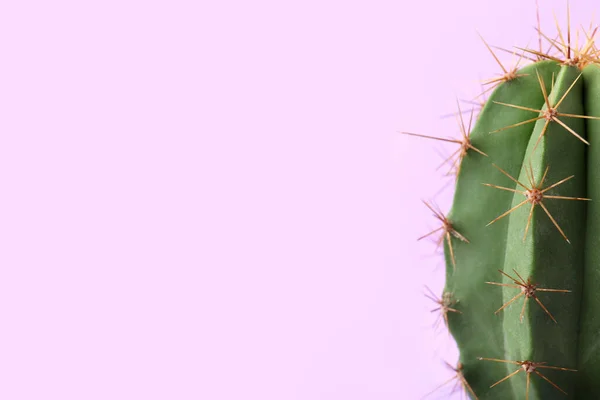 Gyönyörű Zöld Kaktusz Lila Háttérrel Közelkép Szöveggel Trópusi Üzem — Stock Fotó