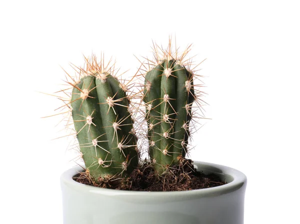 Gyönyörű Zöld Kaktuszok Edényben Elszigetelt Fehér — Stock Fotó